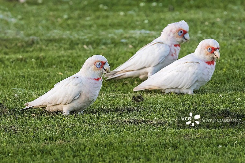长嘴凤头鹦鹉站在绿草地上图片素材