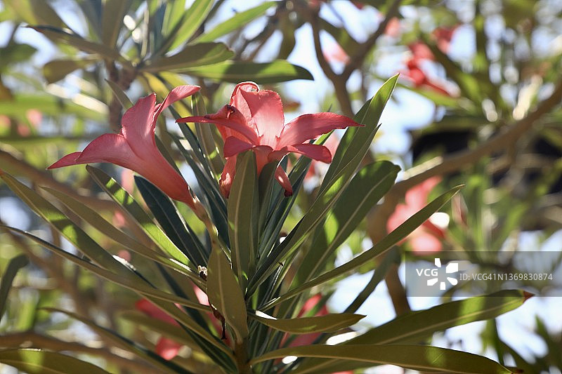 彩色沙漠玫瑰图片素材