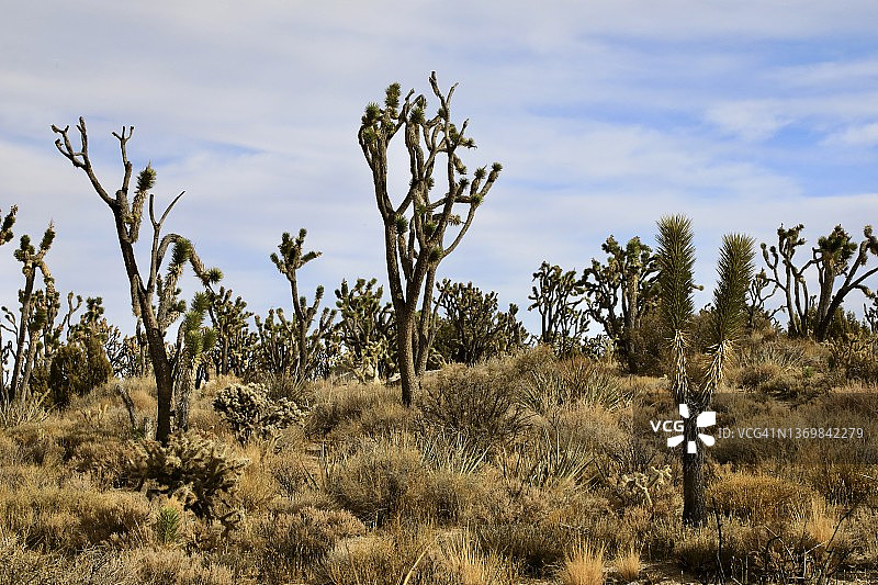 约书亚树沙漠林地图片素材