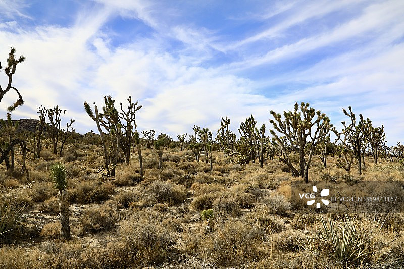 加利福尼亚莫哈韦沙漠的约书亚树林图片素材