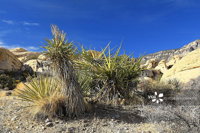 沙漠景观美景图片素材