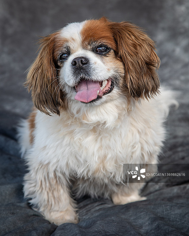 查理士王小猎犬坐在灰色背景的影棚地板上图片素材