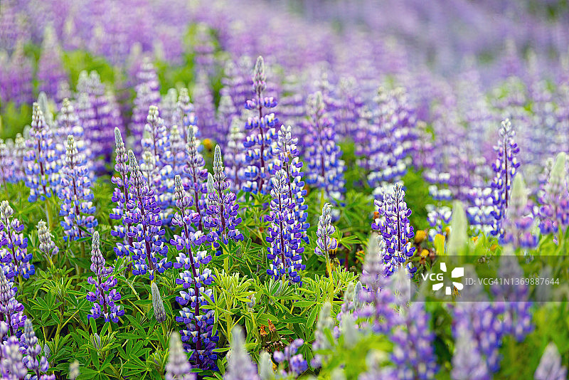 冰岛的羽扇豆田图片素材
