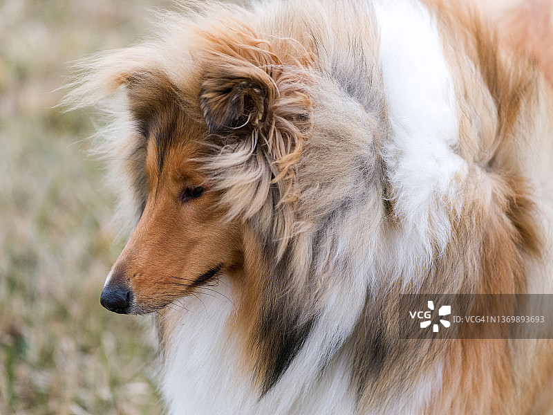 苏格兰牧羊犬图片素材