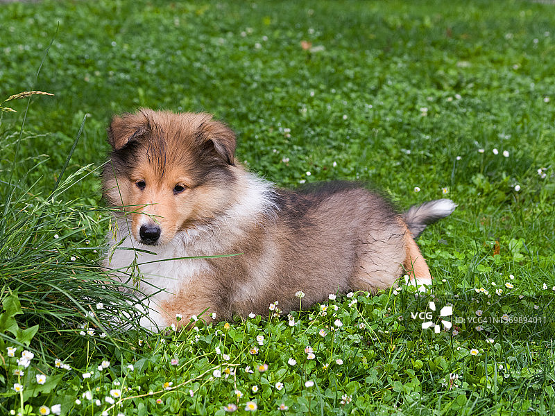 苏格兰牧羊犬幼犬图片素材