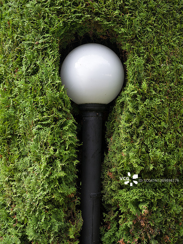 绿篱环绕的街灯图片素材