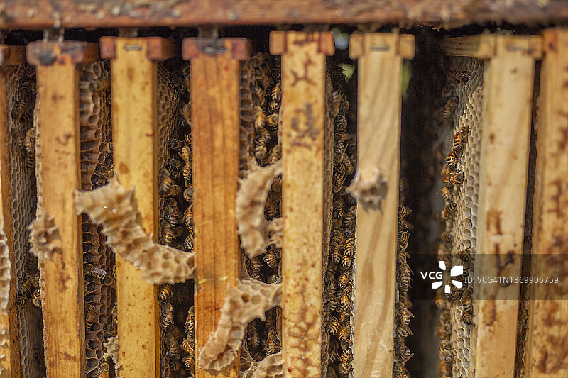 蜜蜂群图片素材