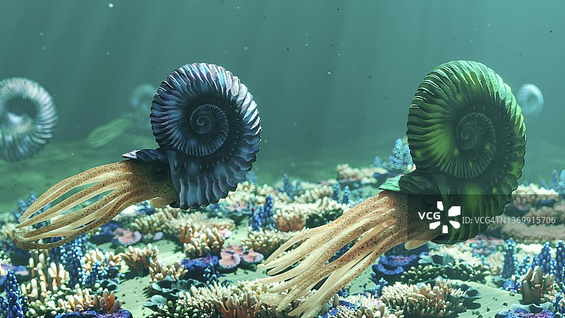 菊石插画图片素材