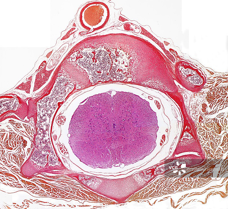 脊柱图片素材