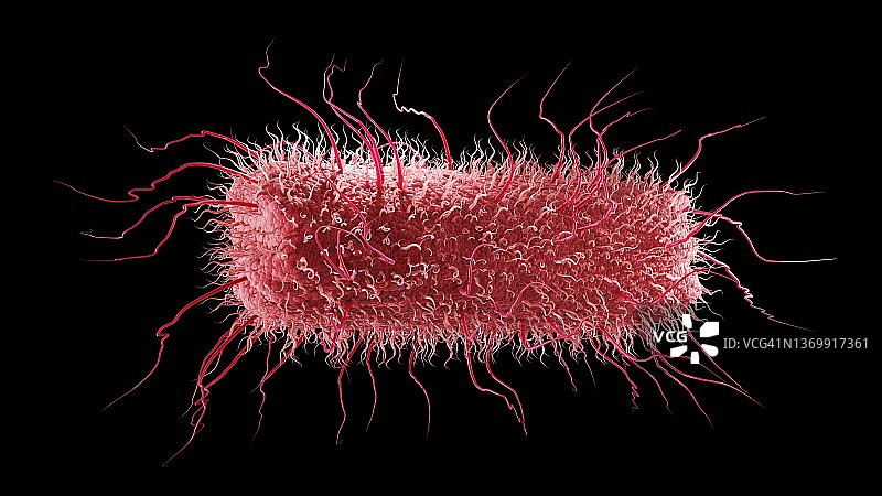 杆状细菌插图图片素材