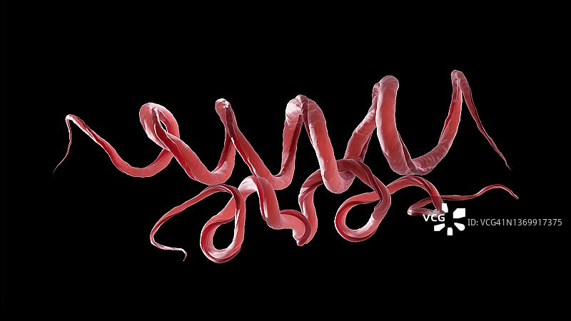 梅毒螺旋体细菌，图示图片素材