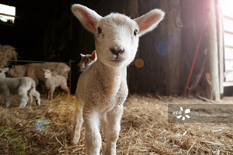 谷仓里的小羊图片素材