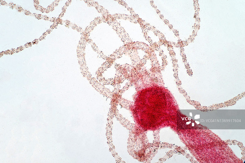 水螅显微照片图片素材