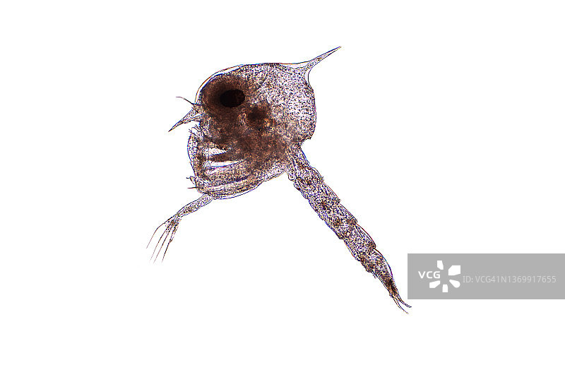 螃蟹幼虫显微照片图片素材