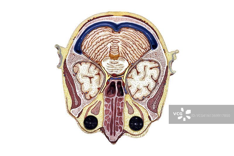 大脑解剖结构插图图片素材