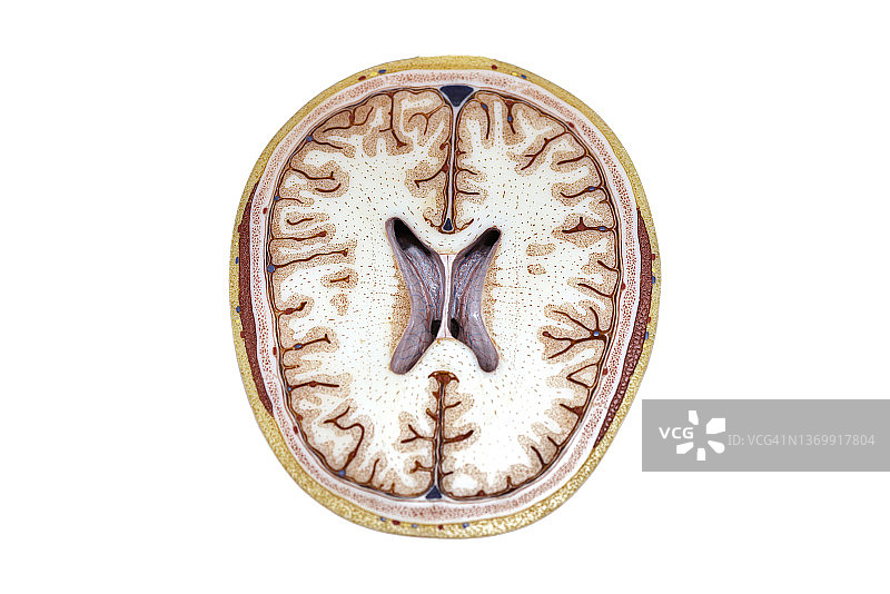 人类大脑、插图图片素材