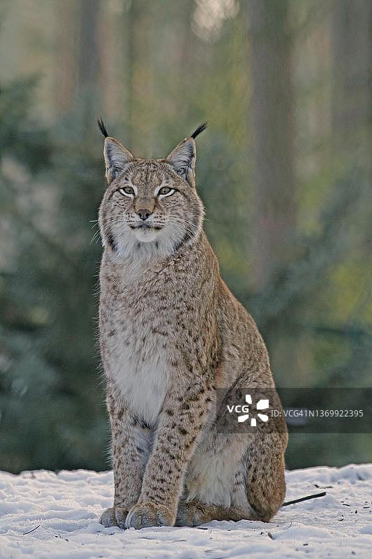 欧亚猞猁，德国北莱茵-威斯特法伦州哈尔滕，圈养图片素材