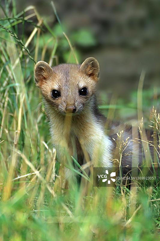 欧洲松貂，德国北莱茵-威斯特法伦州瓦尔施泰因图片素材