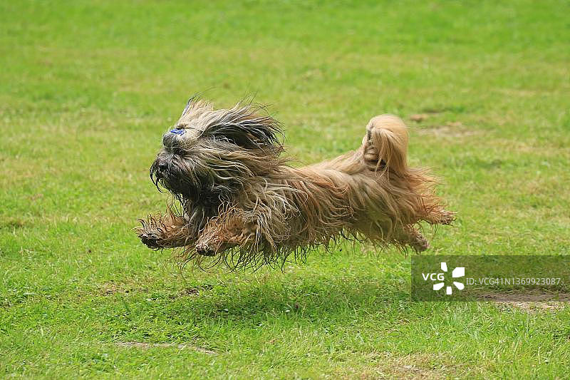 狗，拉萨犬，奔跑，德国北莱茵-威斯特法伦州图片素材