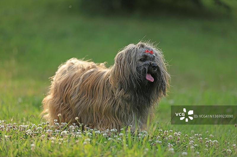 狗，拉萨犬，花卉草地，德国北莱茵-威斯特法伦州阿尔恩斯贝格图片素材