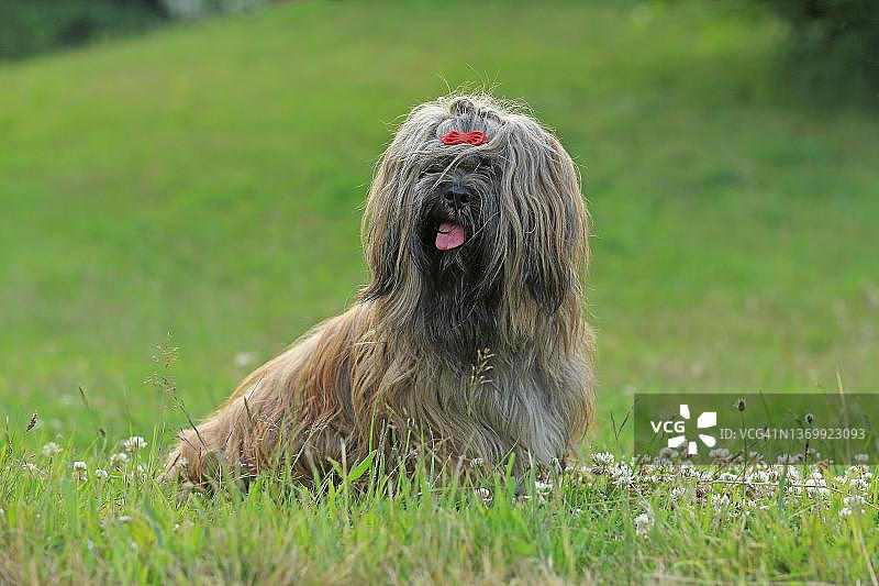 狗，拉萨犬，花卉草地，德国北莱茵-威斯特法伦州阿尔恩斯贝格图片素材