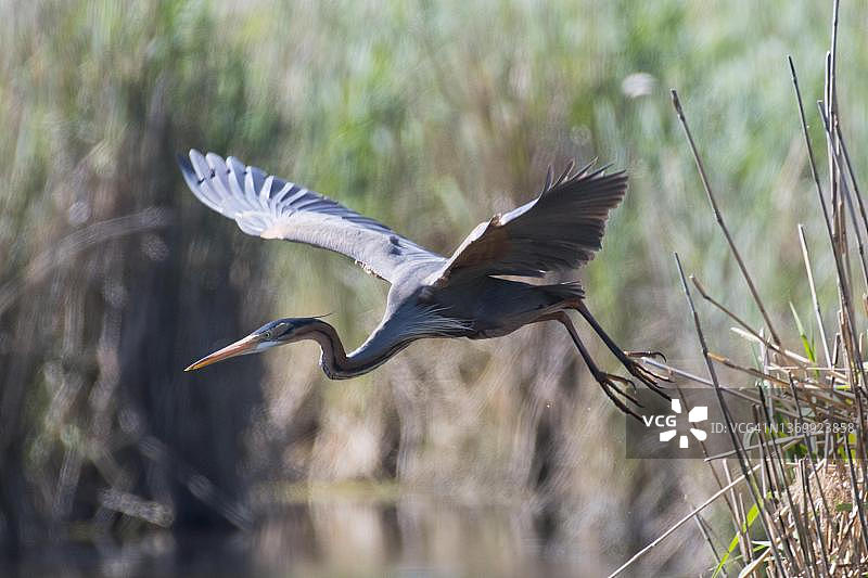 紫鹭（Ardea purpurea），德国巴登-符腾堡州图片素材