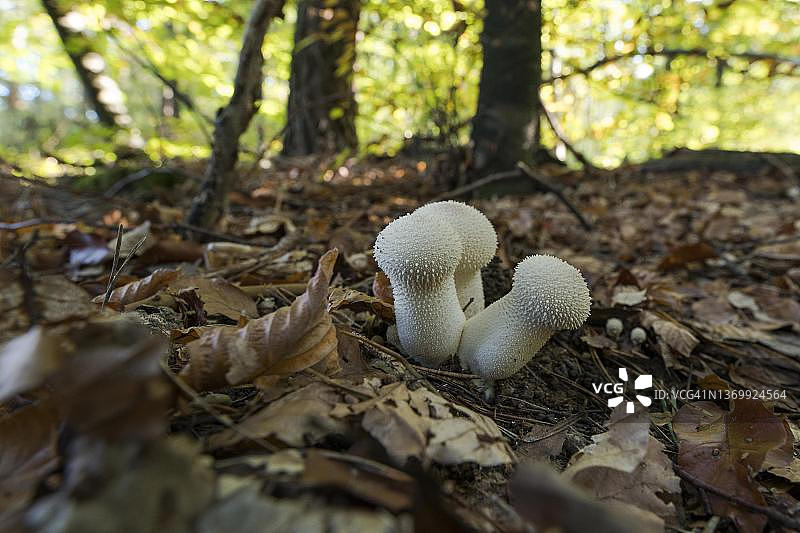 普通马勃菌，混合山毛榉林，汝拉，索洛图恩州，瑞士图片素材