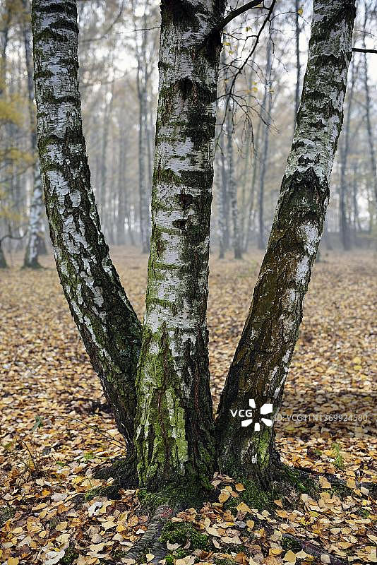 沙桦树，疣桦树，工业林，莱茵巴本矿渣堆上的桦树林，德国北莱茵-威斯特法伦州图片素材