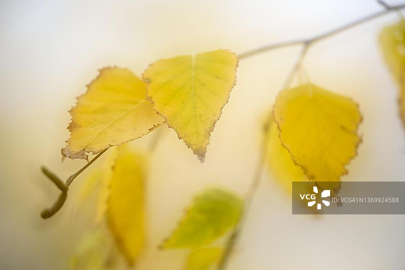 垂枝桦秋叶图片素材