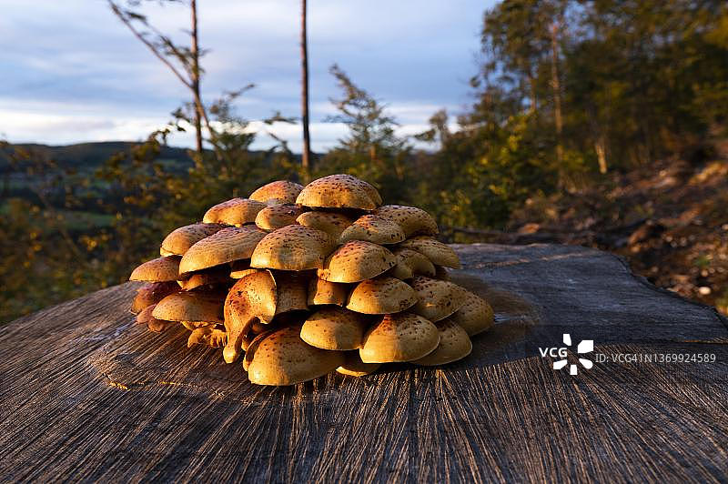 瑞士索洛图恩州汝拉山，普通榉木树桩上的金色鳞伞图片素材