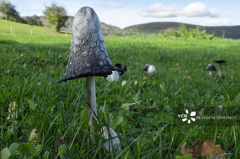 鬼伞，瑞士索洛图恩州图片素材