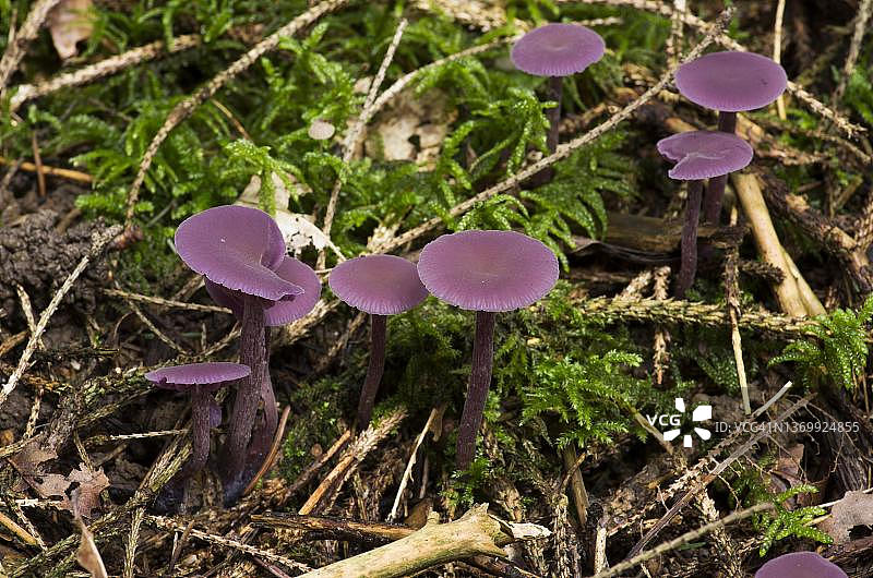 紫水晶蘑菇，法国上莱茵省阿尔萨斯图片素材