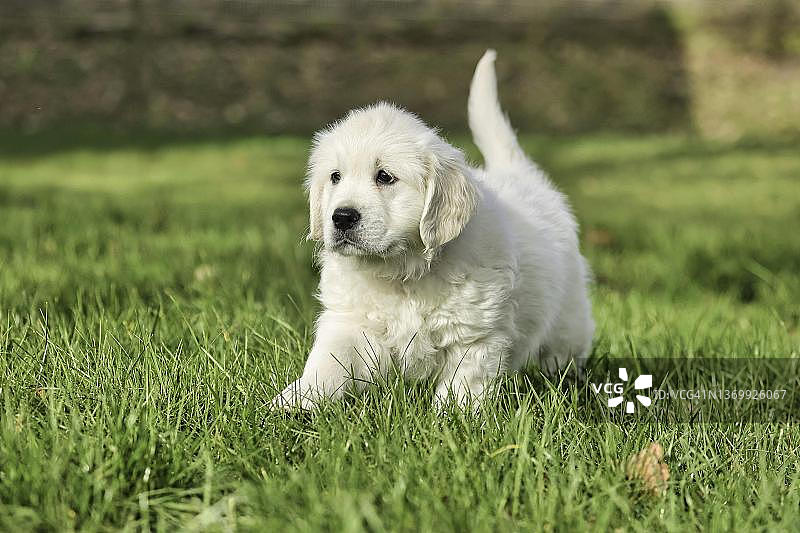 德国北莱茵-威斯特法伦州弗伦登贝格的8周大金毛寻回犬图片素材