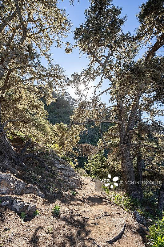 西班牙戈梅拉岛阿布兰特观景台附近的松树林图片素材