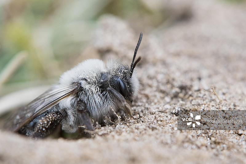 灰色沙地蜂，德国下萨克森州埃姆斯兰地区图片素材