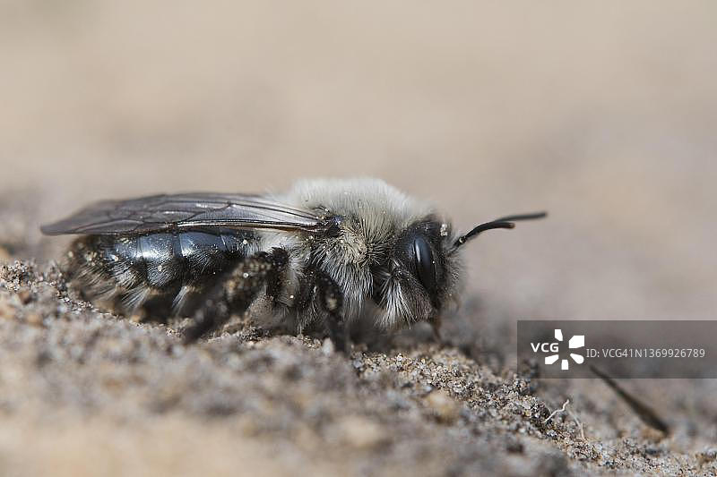 灰色沙地蜂，德国下萨克森州埃姆斯兰地区图片素材