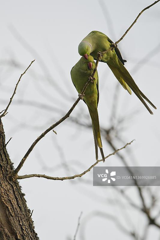 德国莱茵兰-普法尔茨的绯胸鹦鹉图片素材