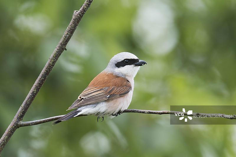 德国下萨克森州埃姆斯兰的红背伯劳鸟图片素材