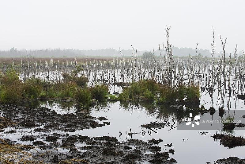 德国下萨克森州埃姆斯兰的沼泽地图片素材