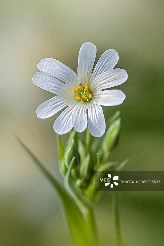 繁缕白色花朵特写，又称addersmeat或greater stitchwort图片素材