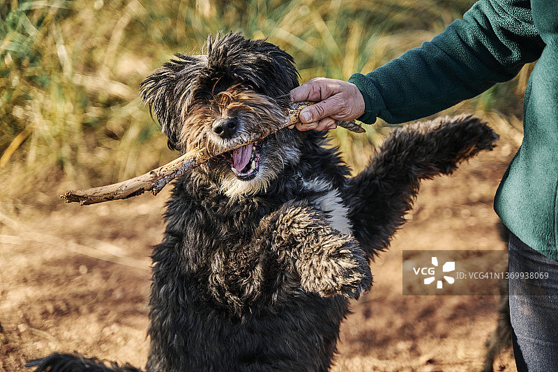 狗狗跳跃并玩耍木棍图片素材