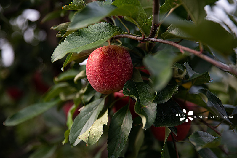 苹果丰收图片素材