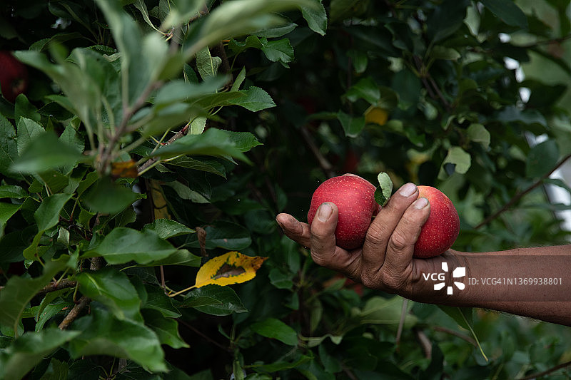 苹果丰收图片素材