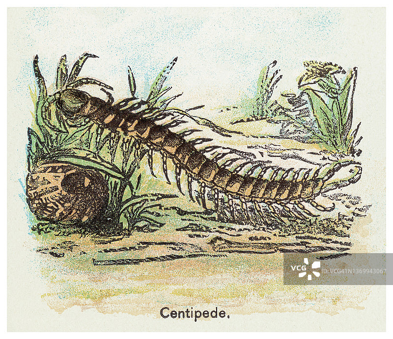 蜈蚣的古老插图，原始节肢动物（千足虫和其他多足生物）图片素材