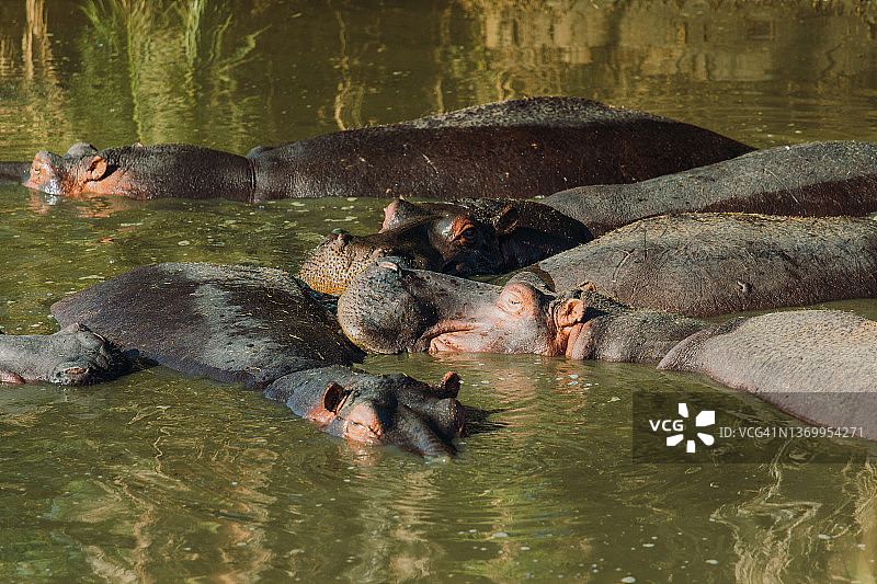 阳光明媚的野生稀树草原上漂浮在湖中的大河马群图片素材