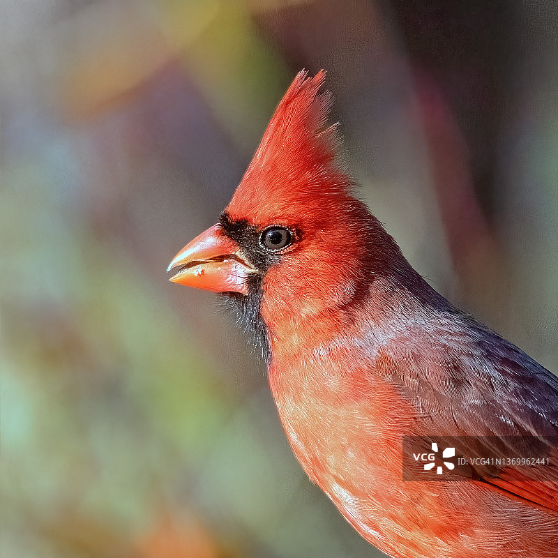 美丽的北美红雀雄鸟特写图片素材