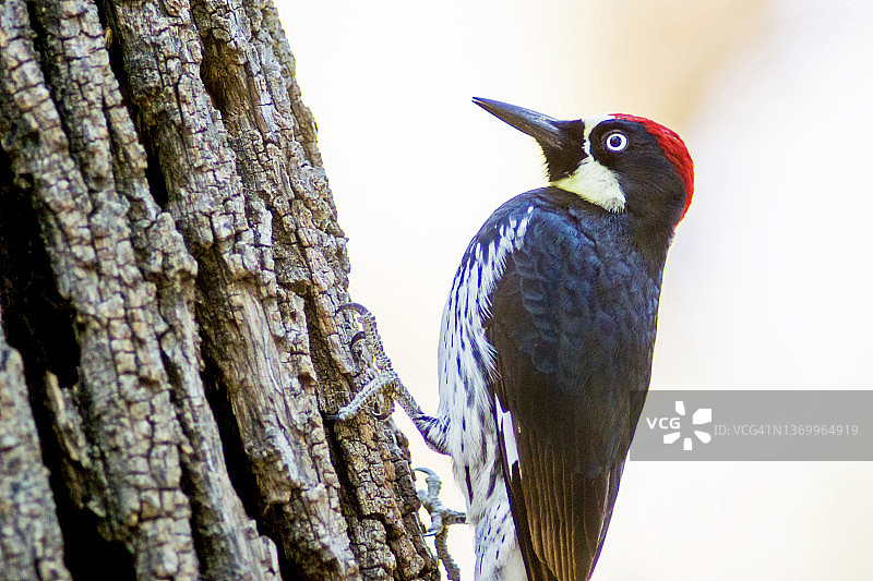 树干上的橡子啄木鸟特写图片素材