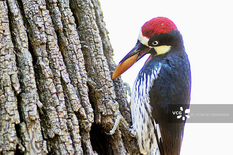 树干上的橡子啄木鸟特写图片素材