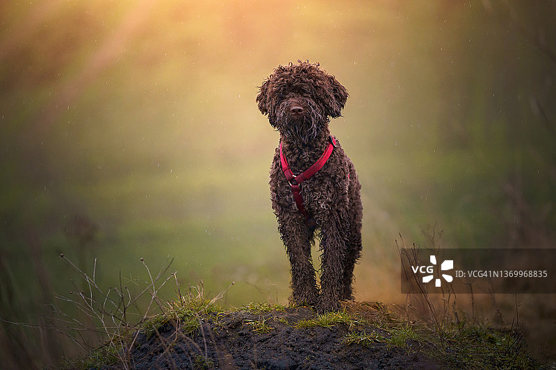 拉托罗马诺洛狗的肖像图片素材