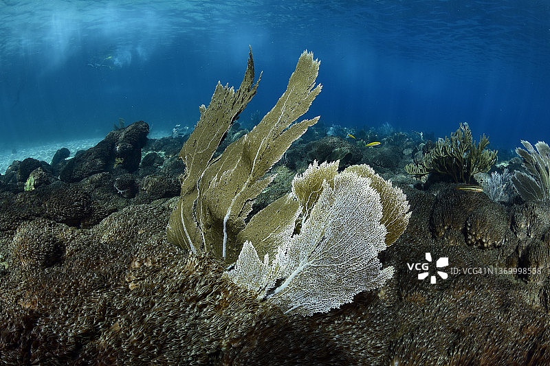 加勒比海的软珊瑚入侵图片素材